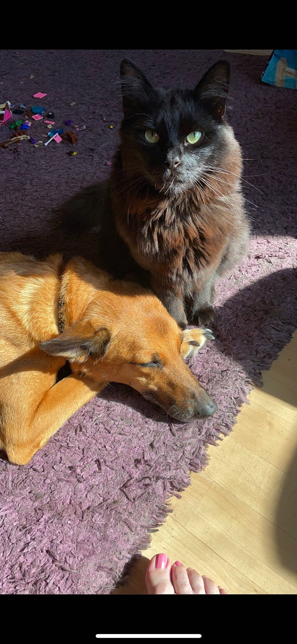 Haggis joined the competition — help win amazing prizes! canidae, carnivore, cat, cat_supply, claw, companion_dog, domestic_short_haired_cat, fawn, felidae, flooring, fur, hardwood, paw, sitting, small_to_medium_sized_cats, tail, terrestrial_animal, whiskers, wood