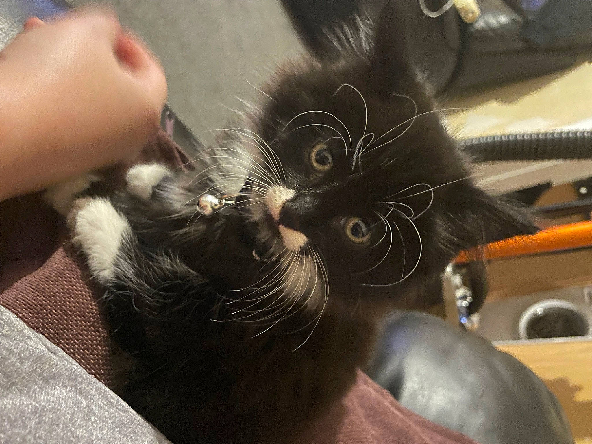 Luca is registered to the contest to win money with this photo: black_cat, carnivore, cat, claw, comfort, domestic_short_haired_cat, felidae, fur, gesture, nail, paw, plant, small_to_medium_sized_cats, snout, tail, thumb, whiskers