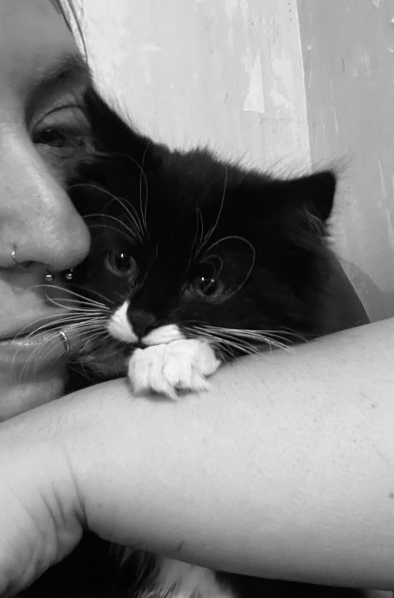 Luca is registered to the contest to win money with this photo: black_and_white, carnivore, cat, comfort, ear, eye, eyelash, felidae, finger, gesture, hand, iris, leg, monochrome, monochrome_photography, nose, small_to_medium_sized_cats, snout, style, whiskers