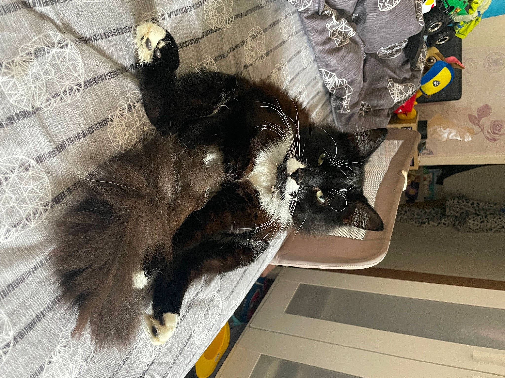 Luca is registered to the contest to win money with this photo: black_cat, bombay, canidae, carnivore, cat, claw, comfort, dog_breed, domestic_short_haired_cat, felidae, fur, paw, room, small_to_medium_sized_cats, sporting_group, tail, terrestrial_animal, whiskers