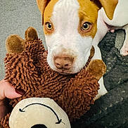Byron a rejoint le concours — aidez-le/la à gagner de superbes lots ! dog, puppy, pet, brown_and_white, wide_eyes, floppy_ears, close_up, cuddling, stuffed_animal, teddy_bear, plush_toy, cozy, blanket, indoor, portrait, adorable, snuggling, human_hand, soft_texture, playful