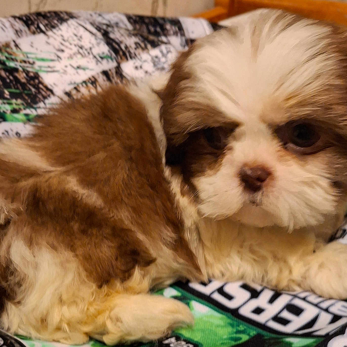 Gizmo