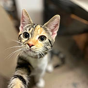 Plume participe au concours pour gagner de l'argent avec cette photo : abyssinian, animal, cat, kitten, manx, pet