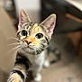 abyssinian, animal, cat, kitten, manx, pet