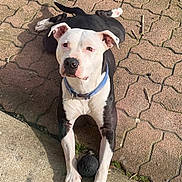 Tempete a rejoint le concours — aidez-le/la à gagner de superbes lots ! alloywheel, animal, bostonbull, bulldog, canine, car, carwheel, dog, machine, path, pet, pitbull, puppy, slate, spoke, tire, transportation, vehicle, walkway, wheel