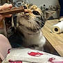 abyssinian, animal, baby, blanket, bodypart, brush, cat, cosmetics, device, finger, furniture, hand, kitten, lipstick, manx, person, pet, tool, towel, wood