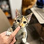 abyssinian, animal, bodypart, boy, cat, child, finger, hand, head, kitten, male, manx, person, pet, wrist
