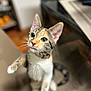 abyssinian, animal, cat, kitten, manx, pet, siamese, wood