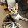 abyssinian, animal, cat, kitten, manx, pet