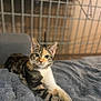 abyssinian, animal, blanket, cat, den, doghouse, egyptiancat, indoors, kennel, kitten, manx, pet
