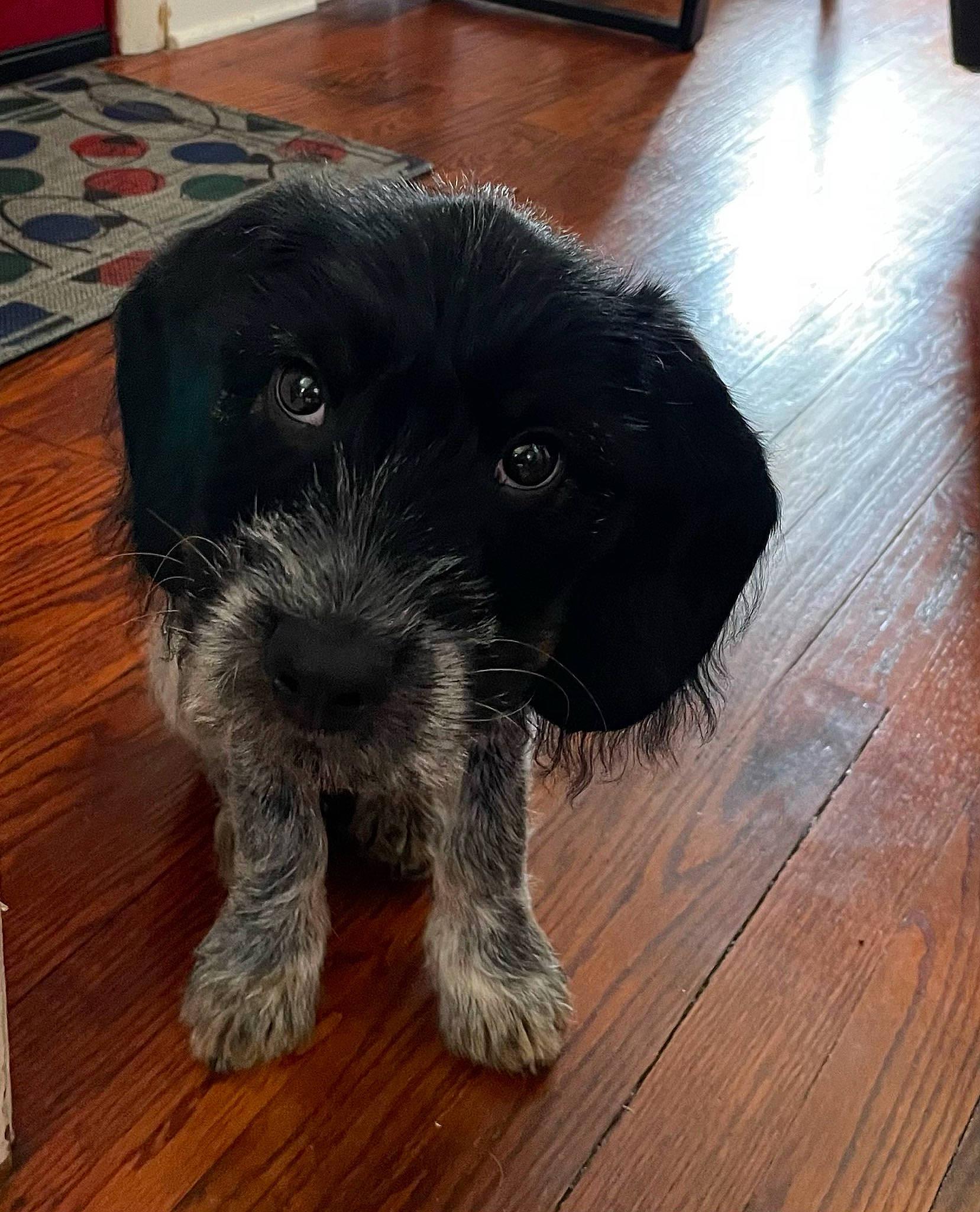 River is registered to the contest to win money with this photo: canidae, carnivore, companion_dog, dog, dog_breed, flooring, fur, hardwood, laminate_flooring, plank, snout, sporting_group, terrier, toy_dog, varnish, water_dog, wood, wood_flooring, wood_stain, working_animal