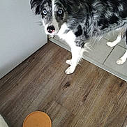 Tokyo a rejoint le concours — aidez-le/la à gagner de superbes lots ! dog, blue_eyes, black_and_white, speckled_coat, standing, wooden_floor, tile_floor, indoor, pet, curious, looking_at_camera, canine, ears_up, domestic_animal, flooring, door, wall, animal_nose, paw, household