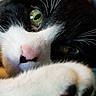 cat, close_up, black_and_white, green_eyes, paw, whiskers, indoor, cozy, feline, pet, relaxed, soft_focus, fur, portrait, animal, cute, resting, comfort, domestic, mammal