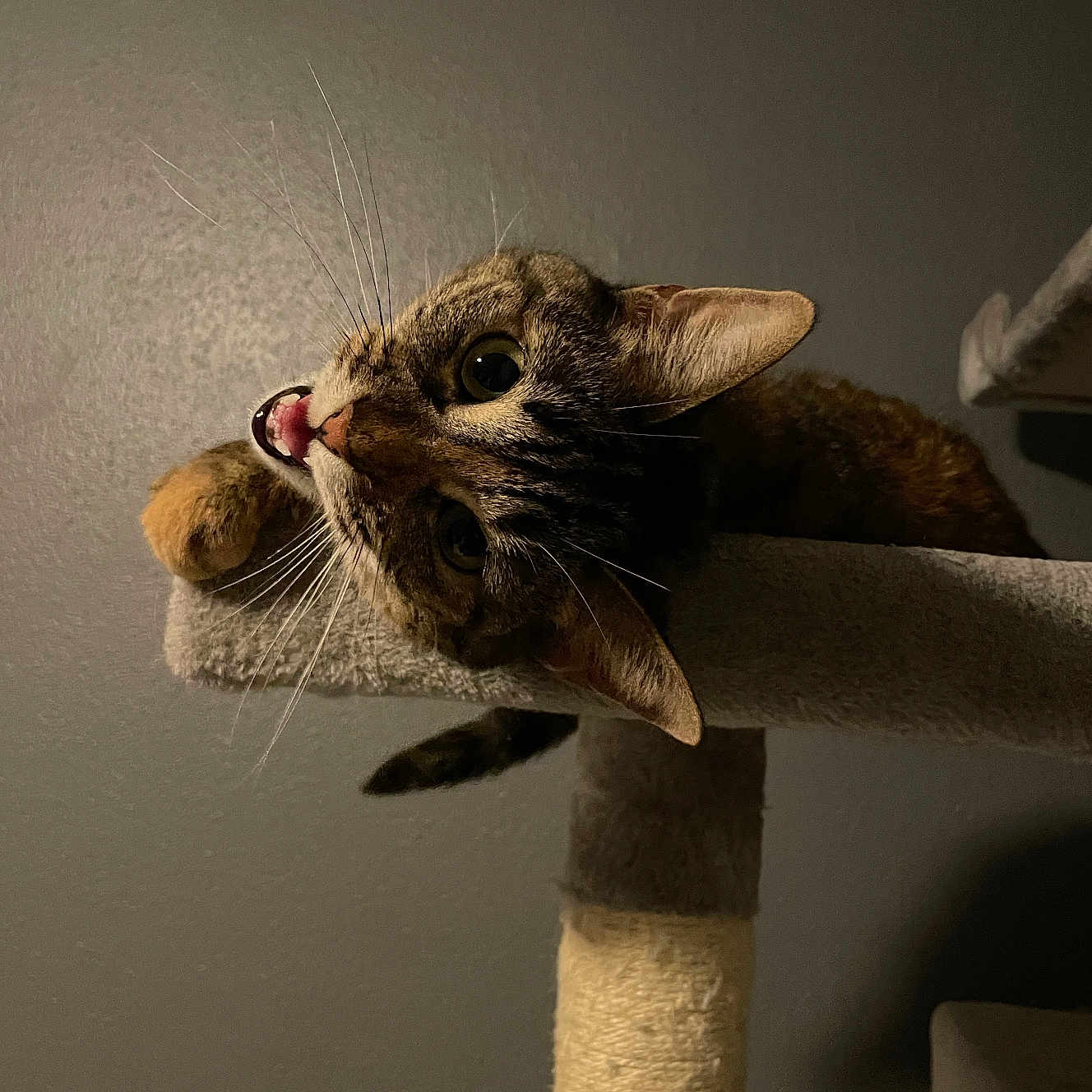 D.va joined the competition — help win amazing prizes! abyssinian, animal, bodypart, cat, egyptiancat, finger, hand, kitten, manx, mouth, person, pet, tongue