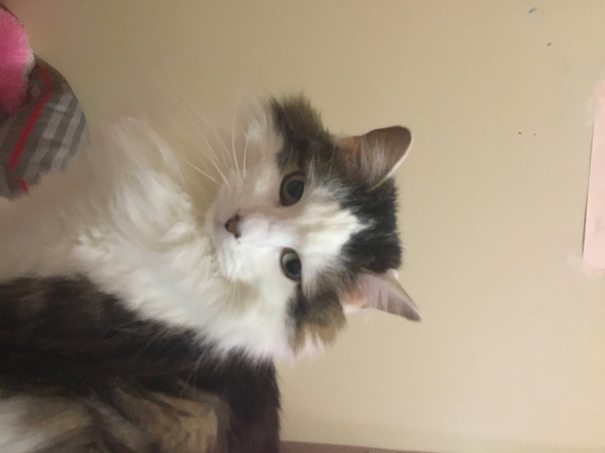 Lewie joined the competition — help win amazing prizes! british_longhair, carnivore, cat, claw, companion_dog, felidae, fur, hardwood, paw, persian, small_to_medium_sized_cats, snout, tail, terrestrial_animal, whiskers