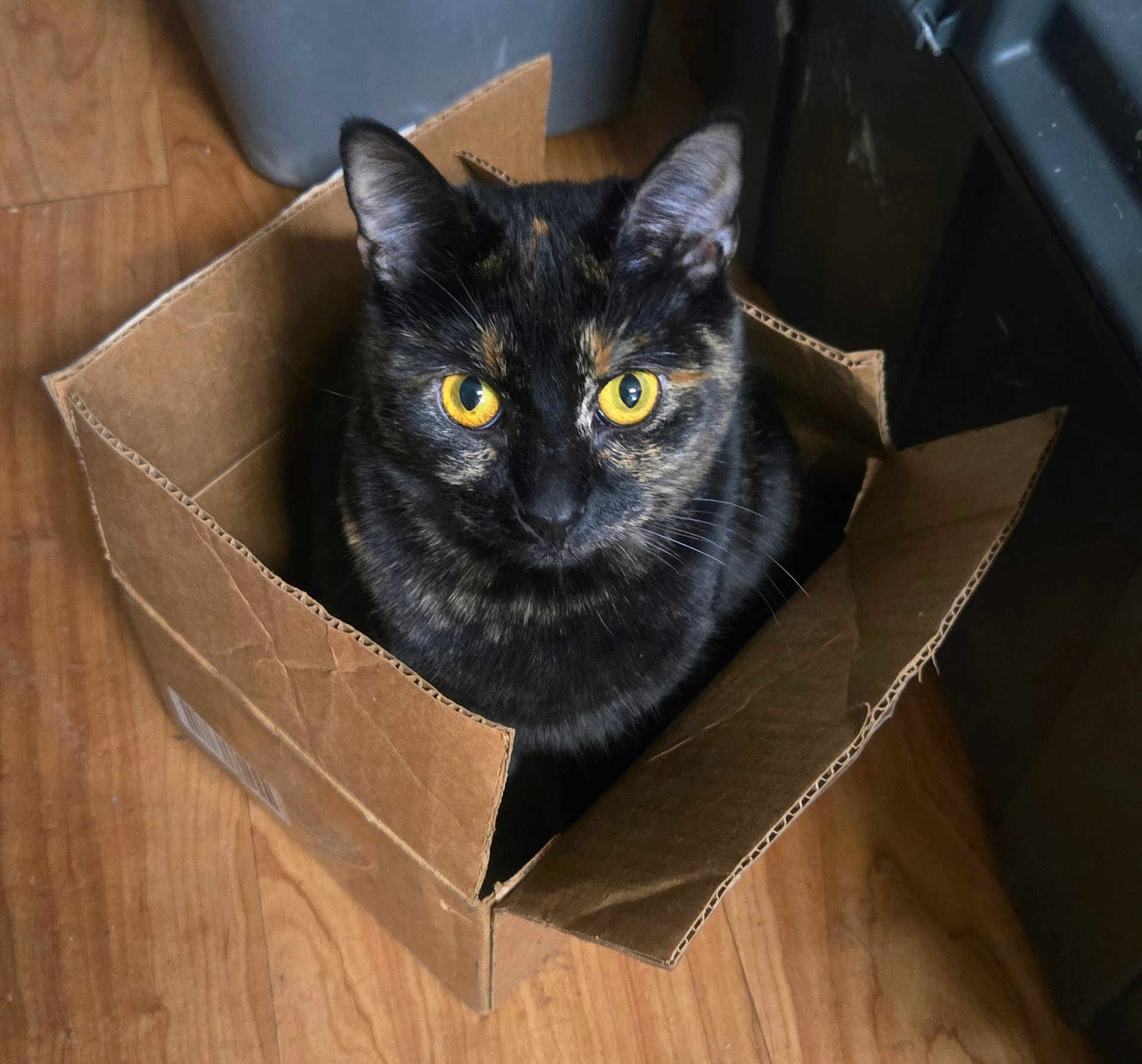 Aura joined the competition — help win amazing prizes! cat, tortoiseshell, cardboard_box, yellow_eyes, wooden_floor, pet, indoor, animal, feline, curious, sitting, closeup, whiskers, ears, looking_up, domestic_cat, cute, house_pet, fur, playful