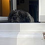 Baby a rejoint le concours — aidez-le/la à gagner de superbes lots ! animal, black_dog, closeup, cozy, curious, dog, domestic, door, eyes, face, furry, home, indoor, nose, peeking, pet, quiet, shadow, white, window