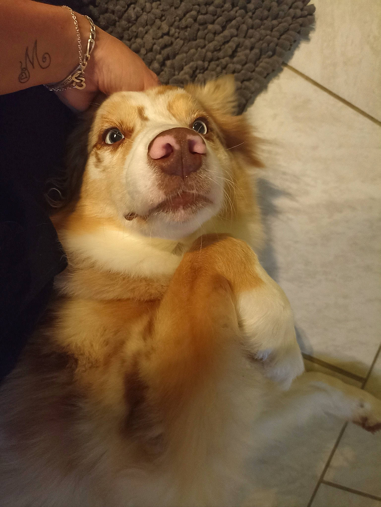 Snow participe au concours pour gagner de l'argent avec cette photo : ancient_dog_breeds, canidae, carnivore, companion_dog, dog, dog_breed, fawn, fur, german_spitz, non_sporting_group, paw, spitz, sporting_group, terrestrial_animal, toy_dog, whiskers, wildlife, wood, working_animal, working_dog