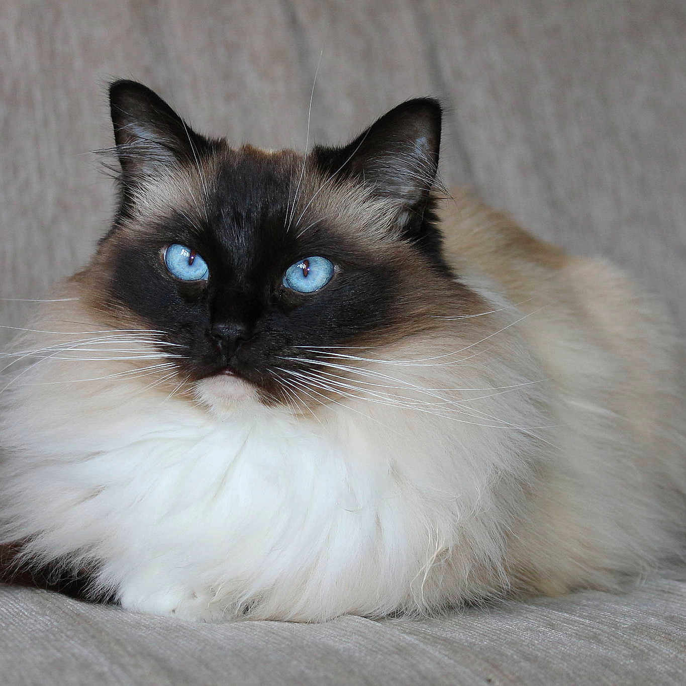 Lyra is registered to the contest to win money with this photo: