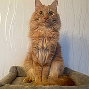 Garfield participe au concours pour gagner de l'argent avec cette photo : animal, bed, cat, cozy, curious, ears, feline, fluffy, fur, home, indoor, looking_at_camera, orange_cat, pet, portrait, sitting, tail, texture, wall, whiskers