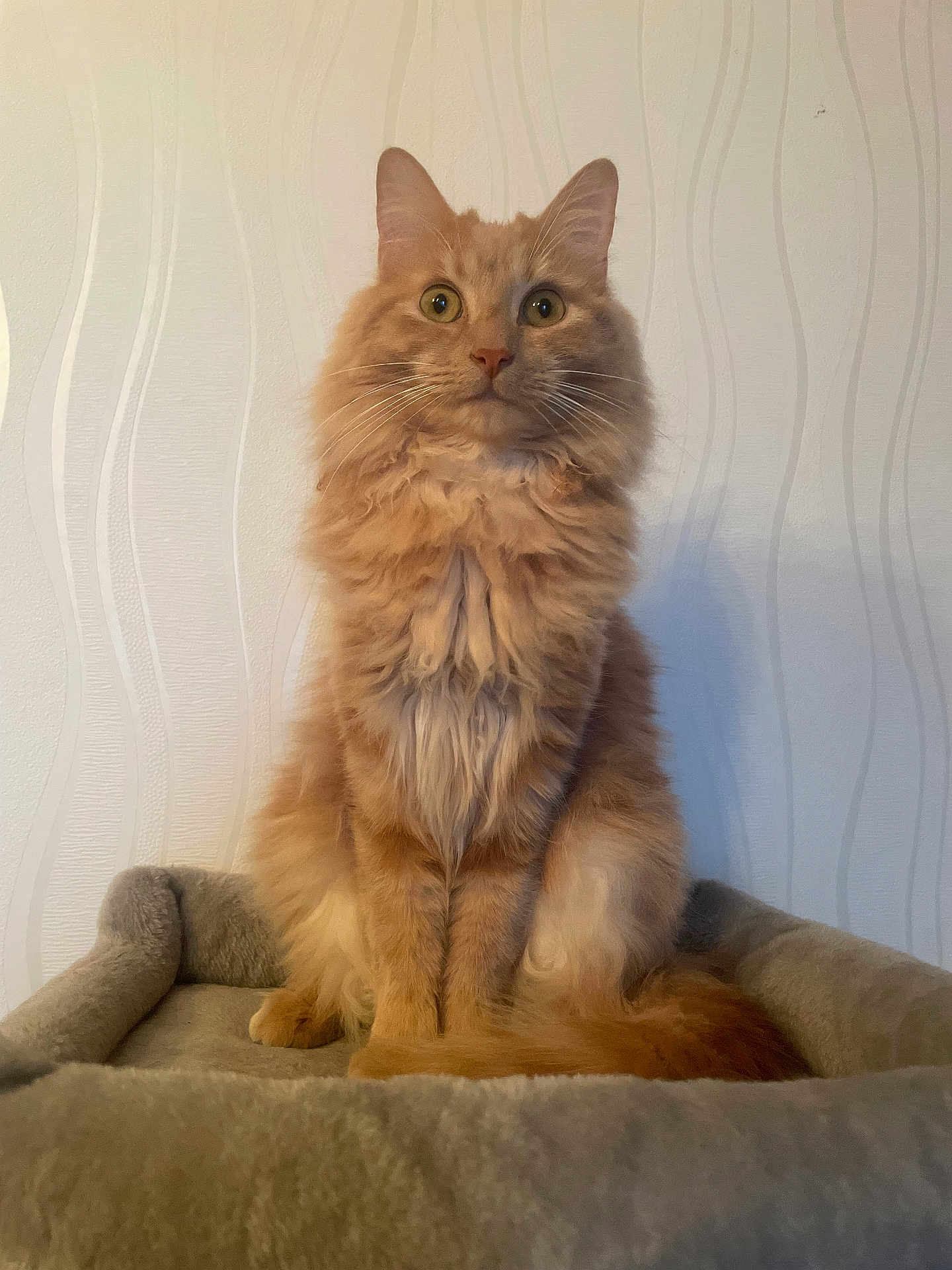 Garfield