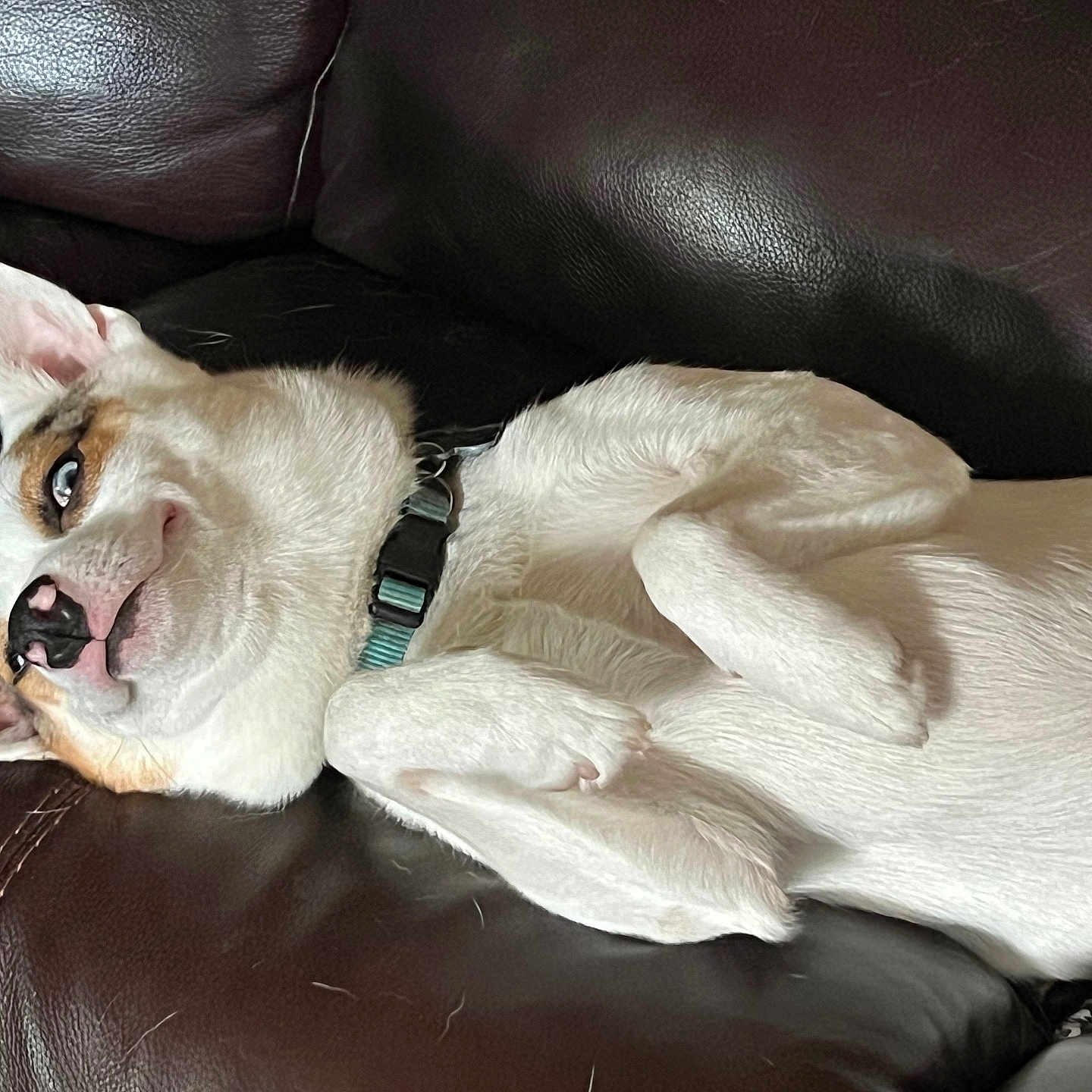 Blue joined the competition — help win amazing prizes! animal, brown_patch, canine, collar, companion, cute, dog, domestic_animal, fur, indoor, leather_couch, lying_down, paw, pet, pet_collar, playful, relaxed, resting, smiling, white_dog