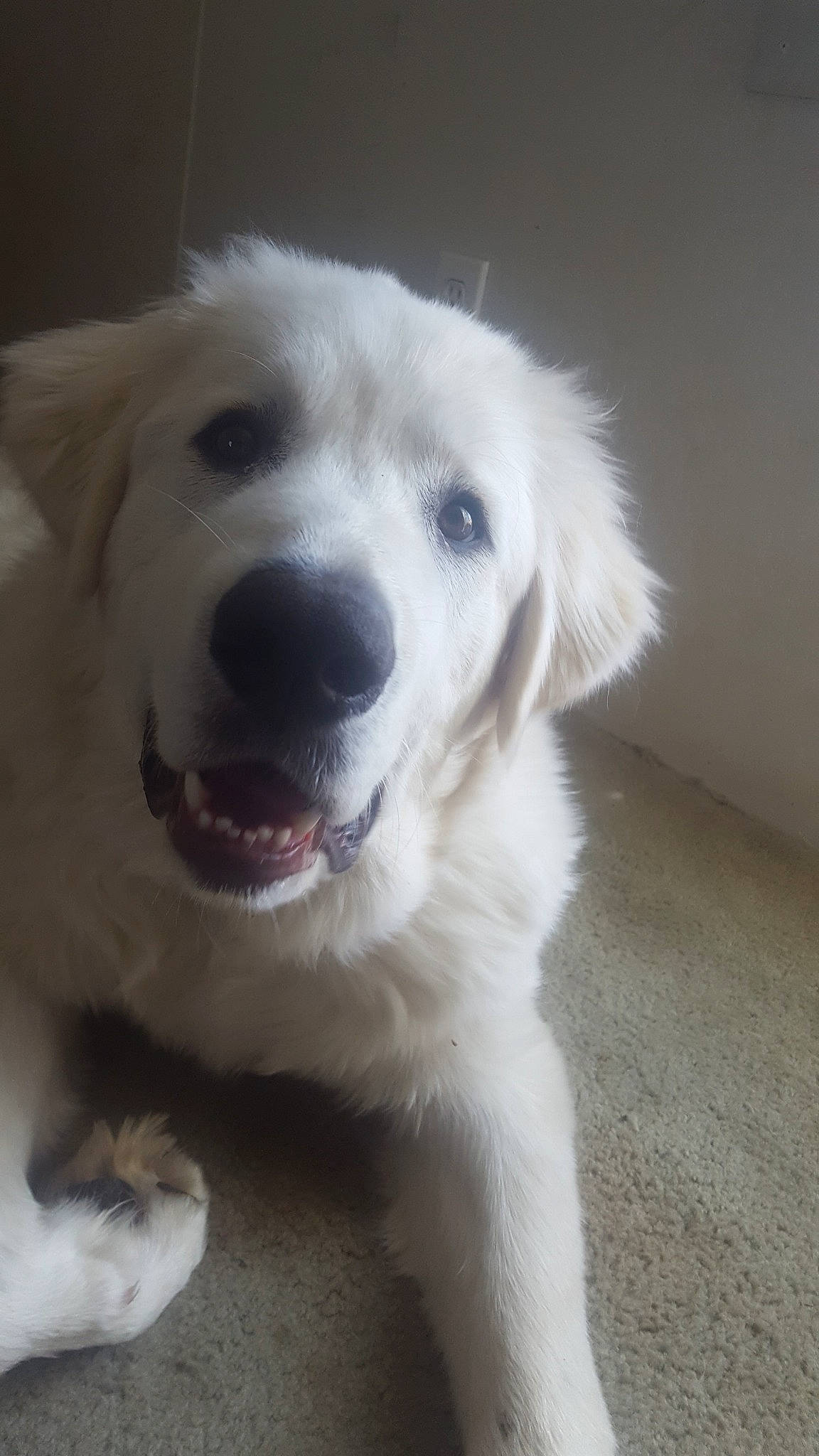 Owen joined the competition — help win amazing prizes! akbash_dog, canidae, carnivore, companion_dog, dog, dog_breed, golden_retriever, great_pyrenees, kuvasz, livestock_guardian_dog, mammal, maremma_sheepdog, mucuchies, nose, polish_tatra_sheepdog, retriever, slovak_cuvac, snout, sporting_group, vertebrate