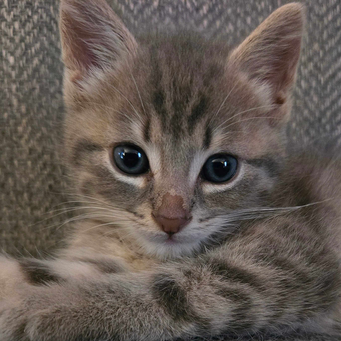 Howl joined the competition — help win amazing prizes! abyssinian, animal, cat, kitten, manx, pet, siamese