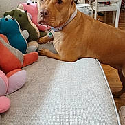 Ivy joined the competition — help win amazing prizes! dog, pet, animal, portrait, brown_dog, collar, indoors, couch, sofa, plush_toys, stuffed_animals, living_room, furniture, sitting, lying_down, looking_at_camera, ears, eyes, home, colorful