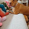 dog, pet, animal, portrait, brown_dog, collar, indoors, couch, sofa, plush_toys, stuffed_animals, living_room, furniture, sitting, lying_down, looking_at_camera, ears, eyes, home, colorful