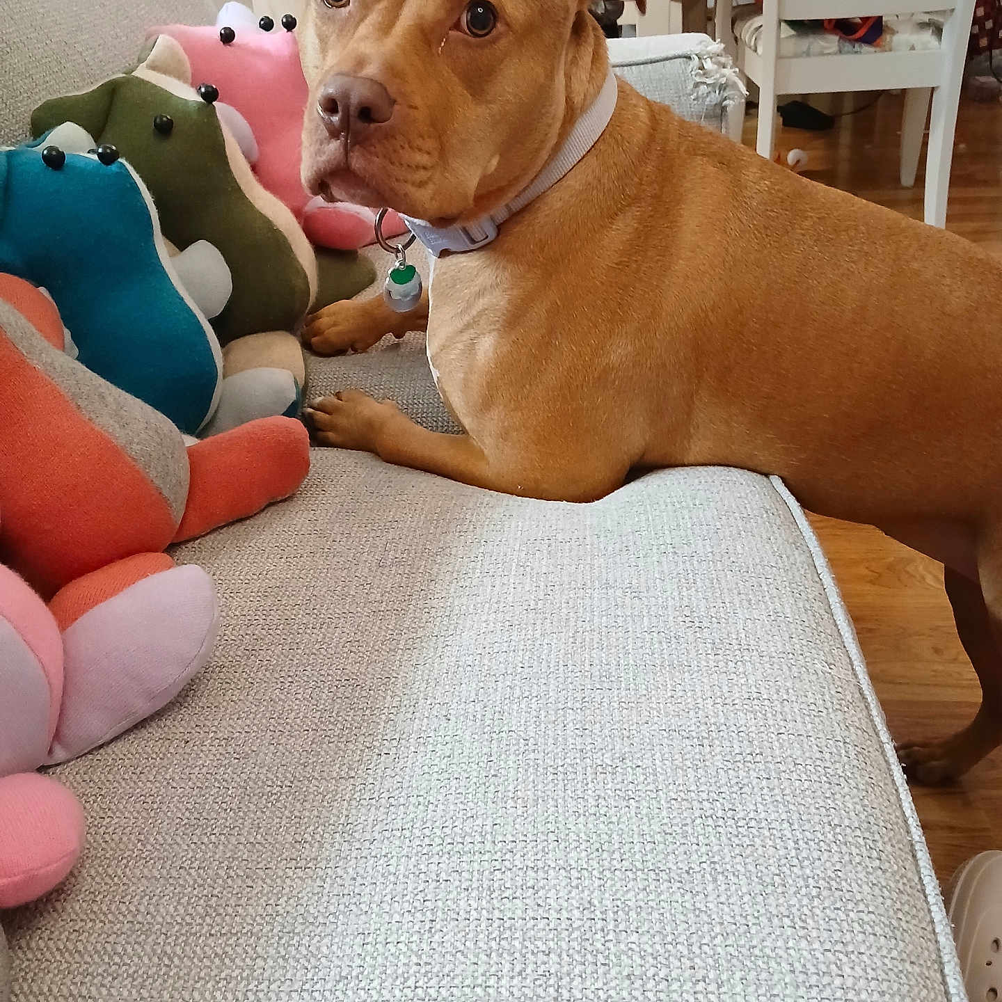 Ivy joined the competition — help win amazing prizes! dog, pet, animal, portrait, brown_dog, collar, indoors, couch, sofa, plush_toys, stuffed_animals, living_room, furniture, sitting, lying_down, looking_at_camera, ears, eyes, home, colorful