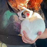 Patches is registered to the contest to win money with this photo: cat, kitten, sleeping, hand, person, red_hair, black_shirt, car_interior, seatbelt, sunlight, comfort, pet, animal, closeup, relaxation, white_fur, black_patch, orange_patch, human, holding
