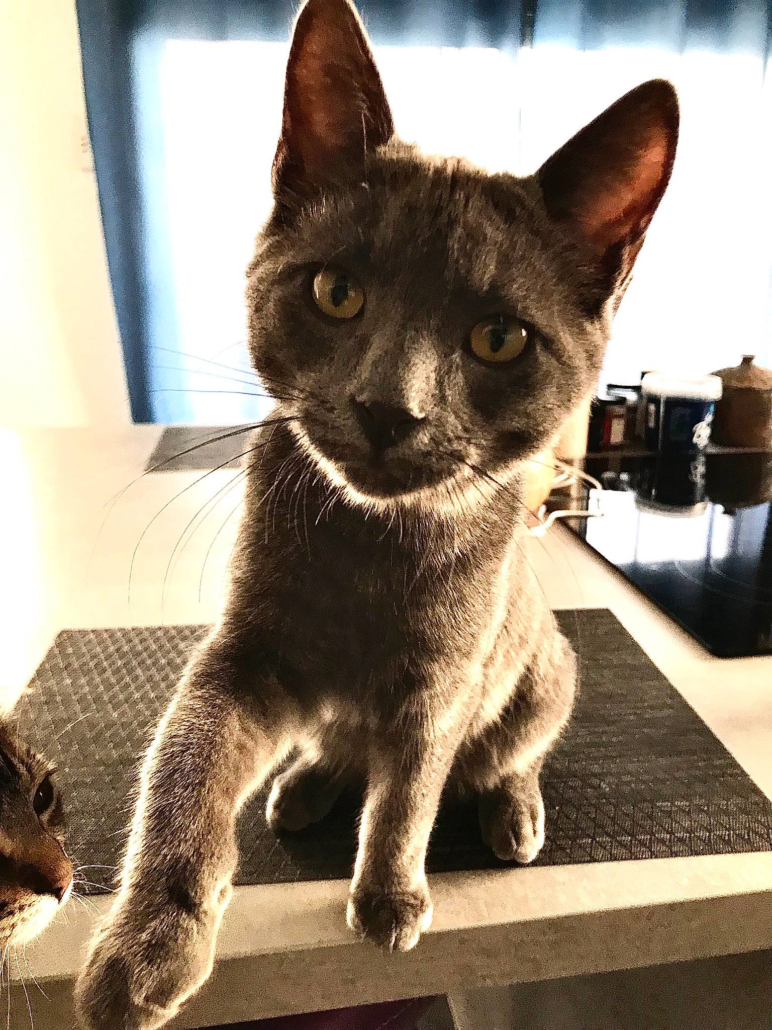 Sparx a rejoint le concours — aidez-le/la à gagner de superbes lots ! box, carnivore, cat, claw, domestic_short_haired_cat, felidae, fur, monochrome_photography, paw, small_to_medium_sized_cats, snout, tail, terrestrial_animal, whiskers, window