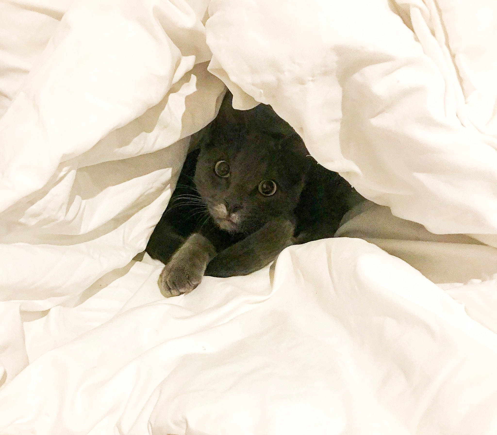 Sparx participe au concours pour gagner de l'argent avec cette photo : bed, bed_sheet, bedding, black_cat, blanket, bombay, carnivore, cat, comfort, domestic_short_haired_cat, felidae, fur, gesture, grey, linens, sleeve, small_to_medium_sized_cats, snout, tail, whiskers