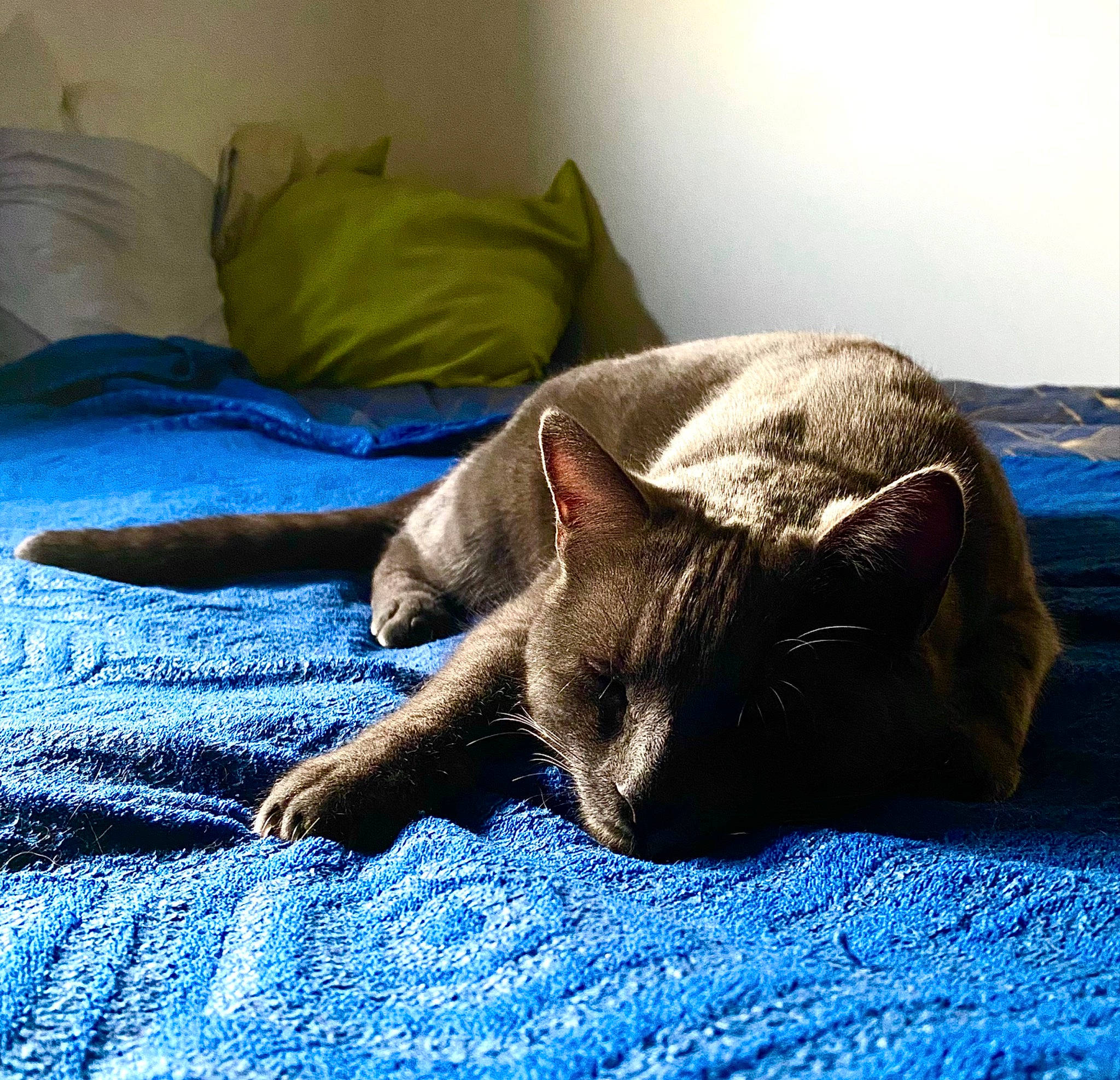 Sparx a rejoint le concours — aidez-le/la à gagner de superbes lots ! bedding, blue, carnivore, cat, comfort, domestic_short_haired_cat, electric_blue, fawn, felidae, flooring, grey, human_leg, linens, room, small_to_medium_sized_cats, snout, tail, textile, whiskers, wood