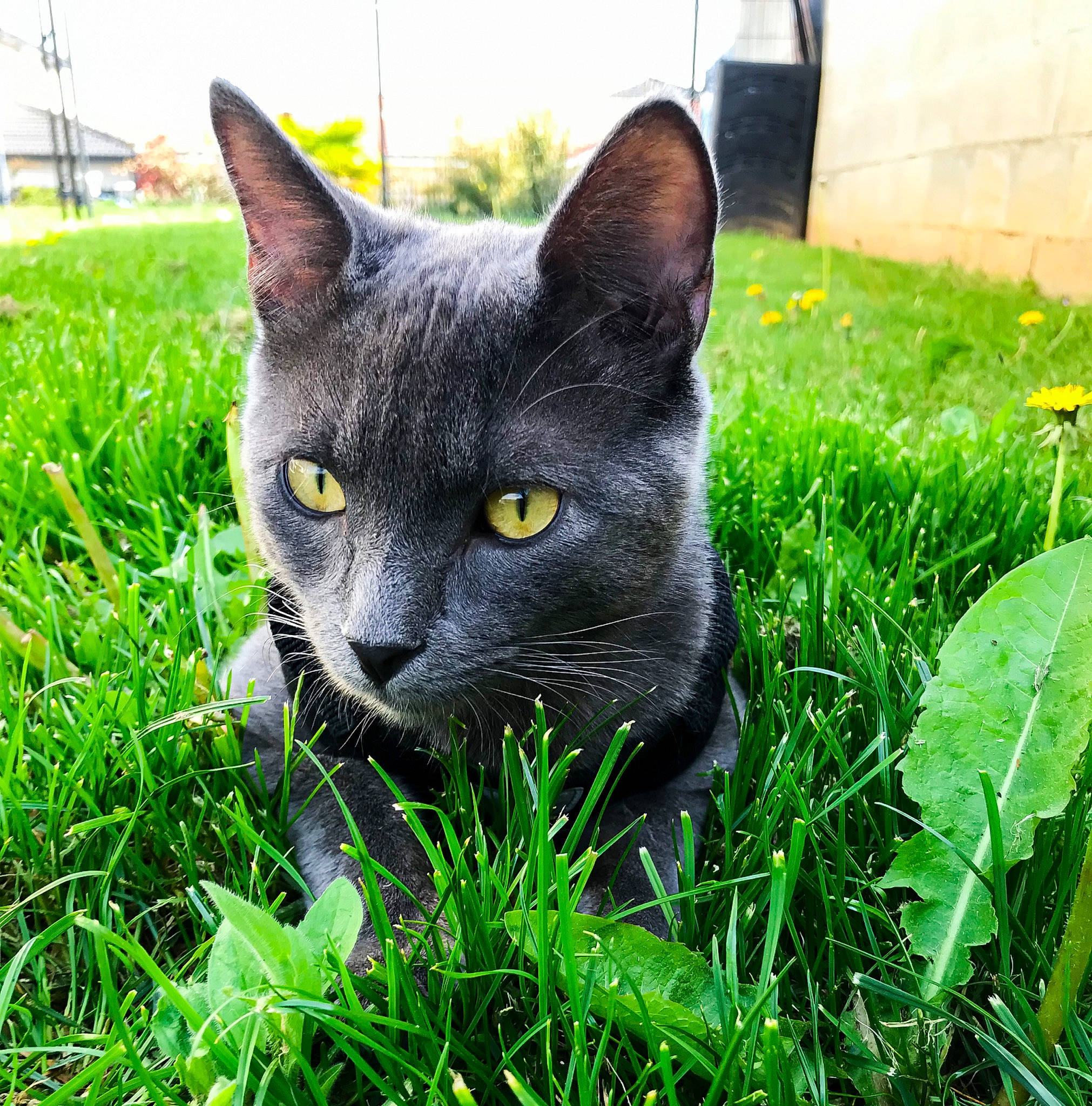 Sparx a rejoint le concours — aidez-le/la à gagner de superbes lots ! art, black_cat, bombay, carnivore, cat, domestic_short_haired_cat, felidae, flowering_plant, fur, grass, groundcover, herb, plant, russian_blue, sitting, small_to_medium_sized_cats, snout, tail, terrestrial_animal, whiskers