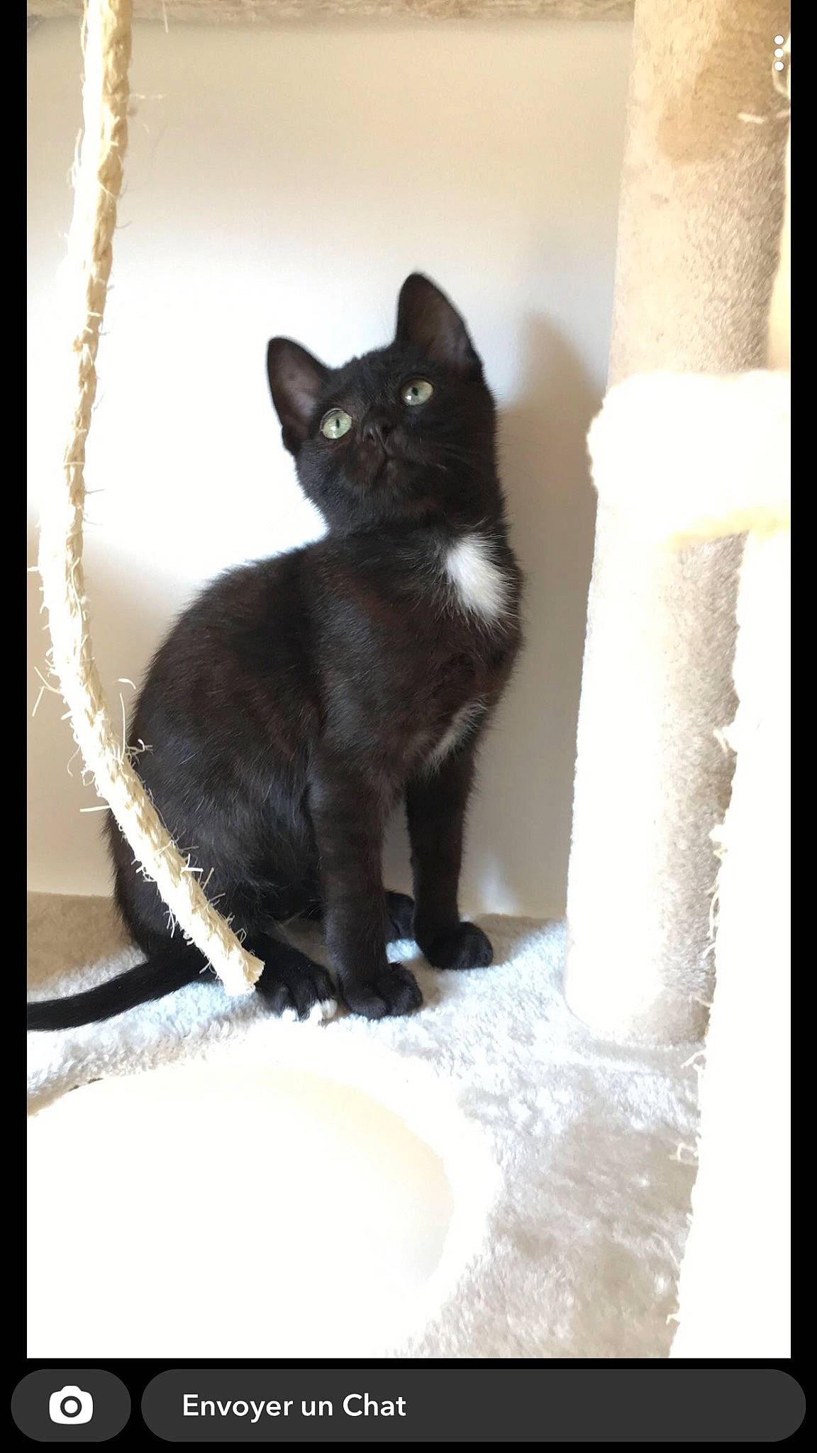 Scar participe au concours pour gagner de l'argent avec cette photo : black_cat, bombay, carnivore, cat, cat_supply, claw, domestic_short_haired_cat, felidae, fur, havana_brown, monochrome_photography, paw, rectangle, small_to_medium_sized_cats, snout, tail, terrestrial_animal, tree, whiskers, window