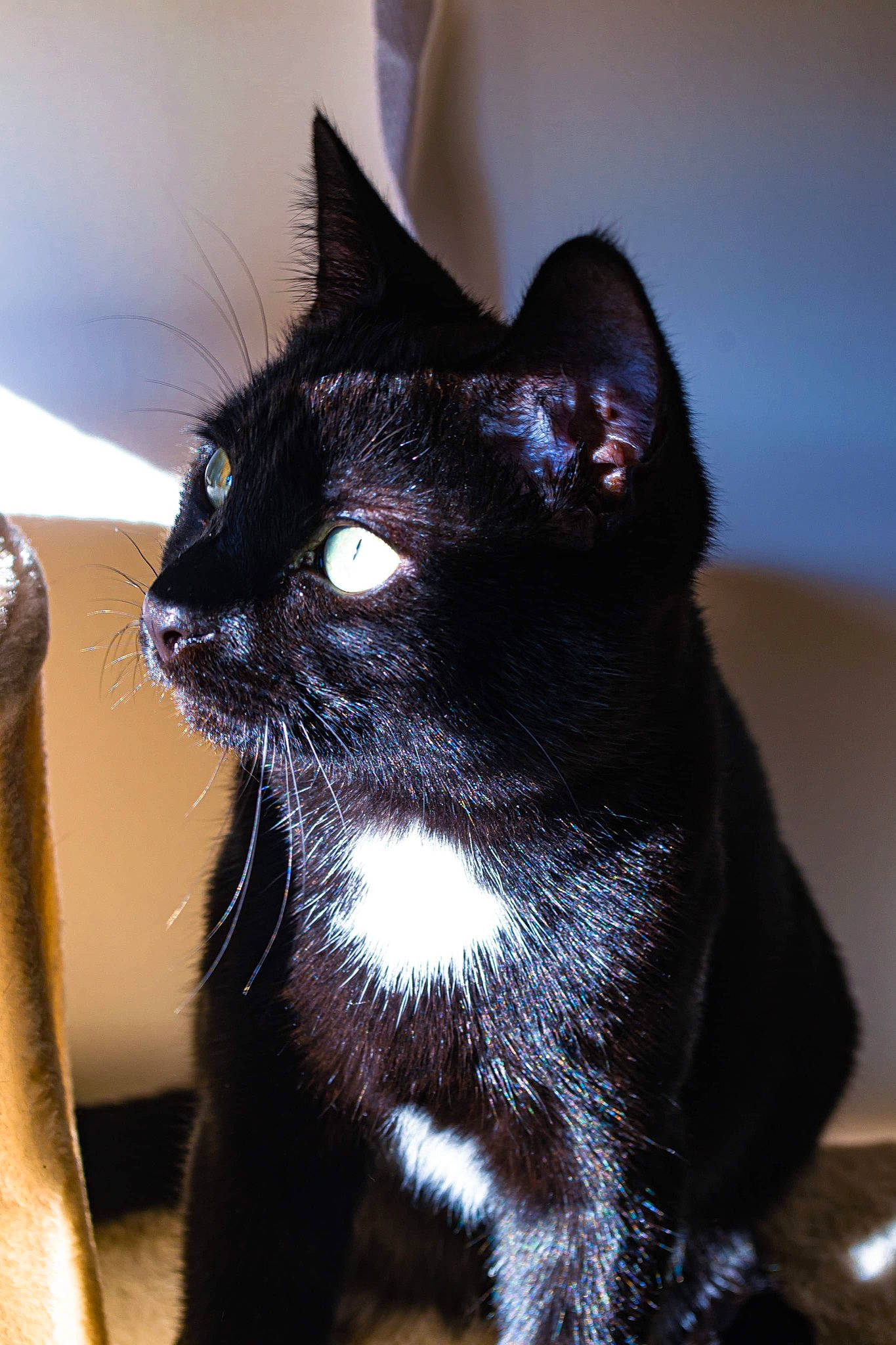 Scar participe au concours pour gagner de l'argent avec cette photo : carnivore, cat, domestic_short_haired_cat, felidae, fur, small_to_medium_sized_cats, snout, tail, terrestrial_animal, whiskers