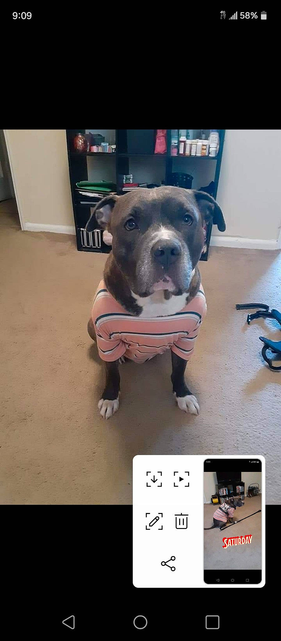 Tank joined the competition — help win amazing prizes! advertising, ancient_dog_breeds, bulldog, carnivore, communication_device, companion_dog, dog, dog_breed, fawn, flooring, font, guard_dog, molosser, portable_communications_device, snout, tablet_computer, toy_dog, working_animal, working_dog