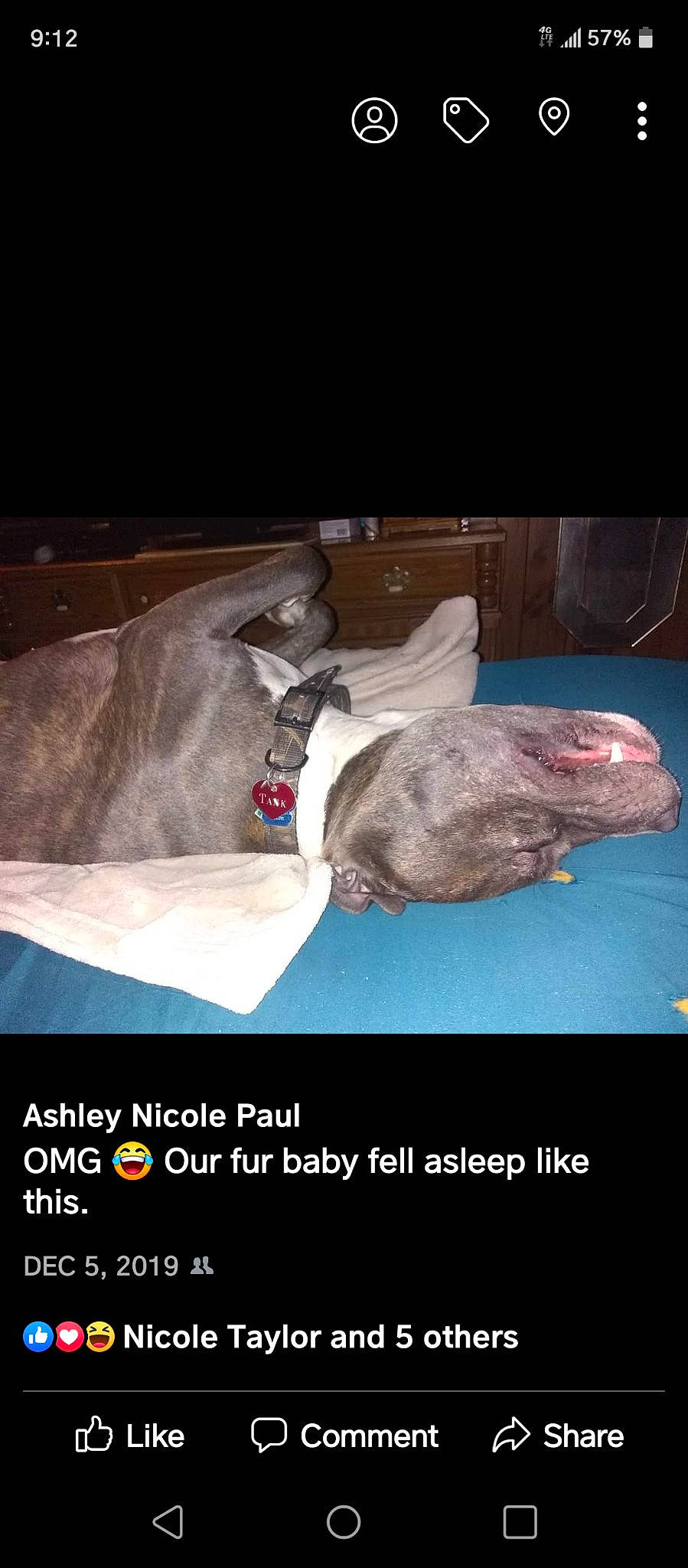 Tank joined the competition — help win amazing prizes! cat, felidae, fish, font, photo_caption, rock