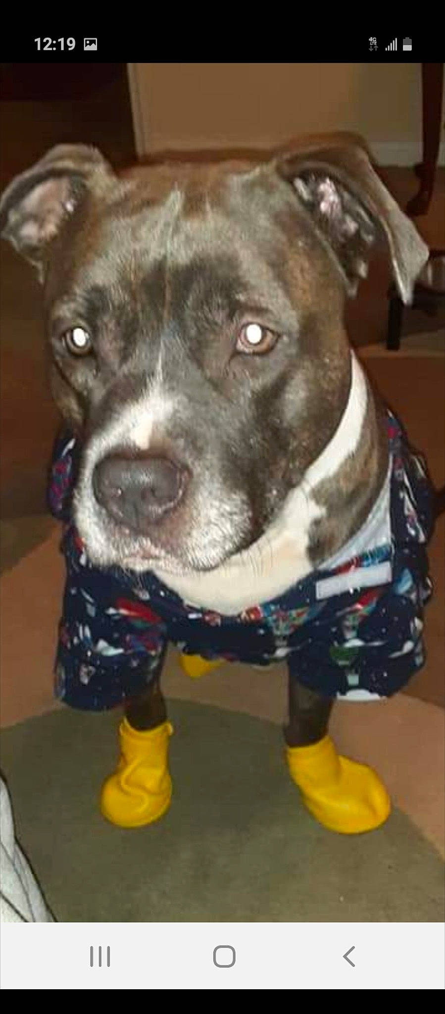 Tank joined the competition — help win amazing prizes! canidae, carnivore, collar, companion_dog, dog, dog_breed, dog_collar, dog_supply, fawn, fur, guard_dog, molosser, non_sporting_group, pet_supply, puppy, snout, sporting_group, whiskers, working_animal, working_dog