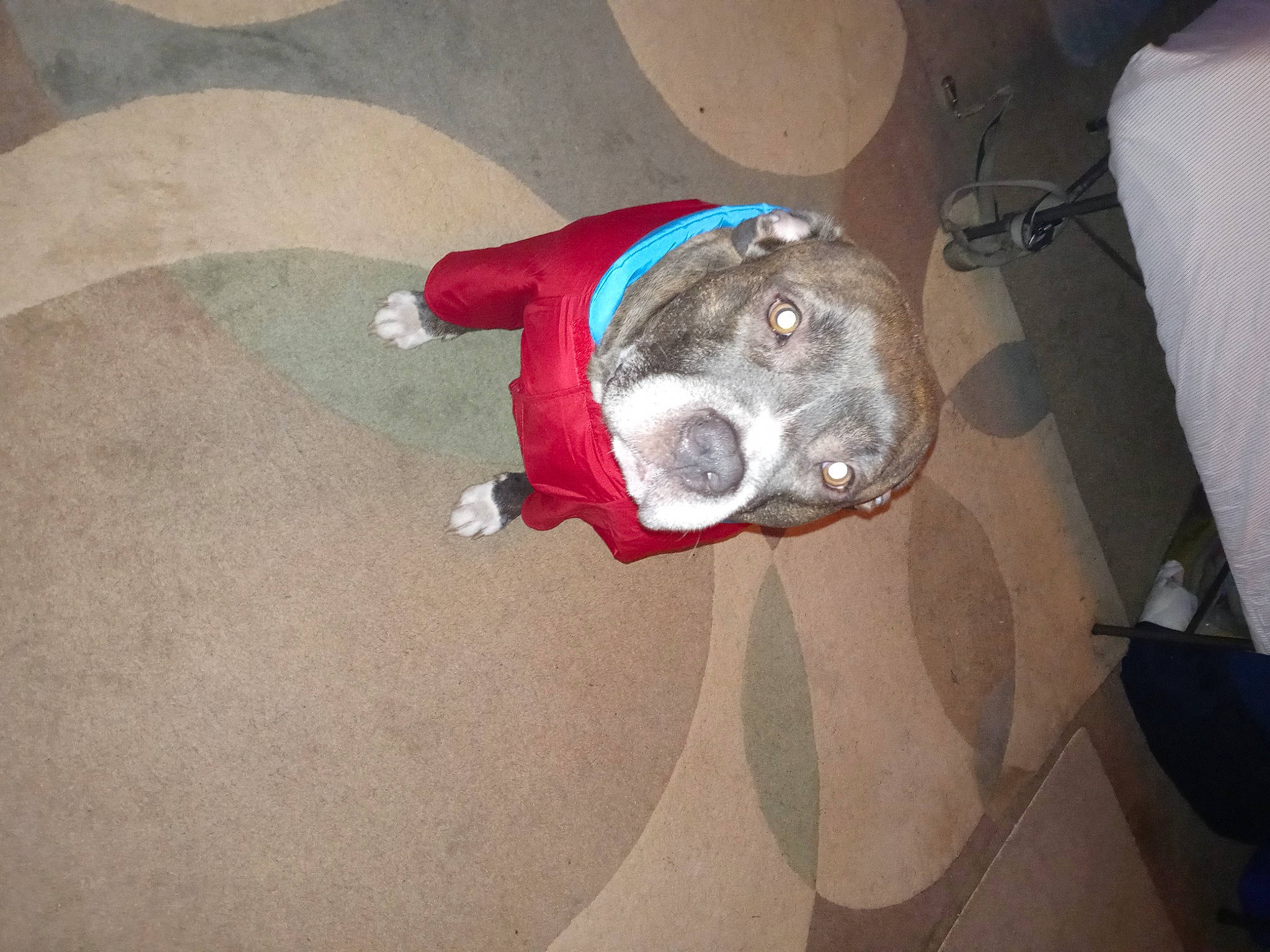 Tank is registered to the contest to win money with this photo: auto_part, canidae, carmine, carnivore, companion_dog, concrete, dog_breed, floor, flooring, hardwood, jaw, non_sporting_group, personal_protective_equipment, snout, wood