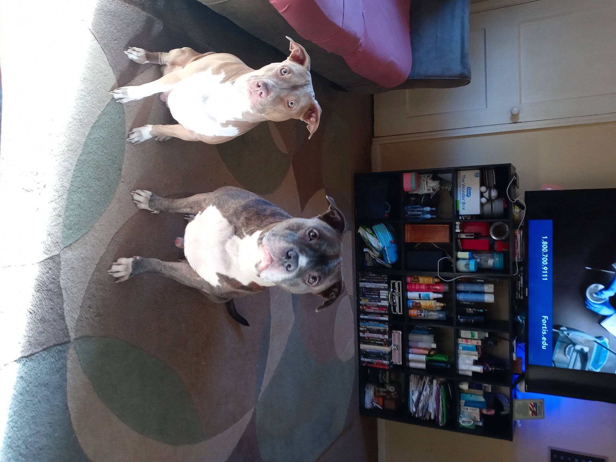 Tank joined the competition — help win amazing prizes! bookcase, carnivore, collection, comfort, companion_dog, display_device, dog, dog_breed, flooring, gadget, machine, multimedia, non_sporting_group, room, shelf, shelving, sporting_group, television_set