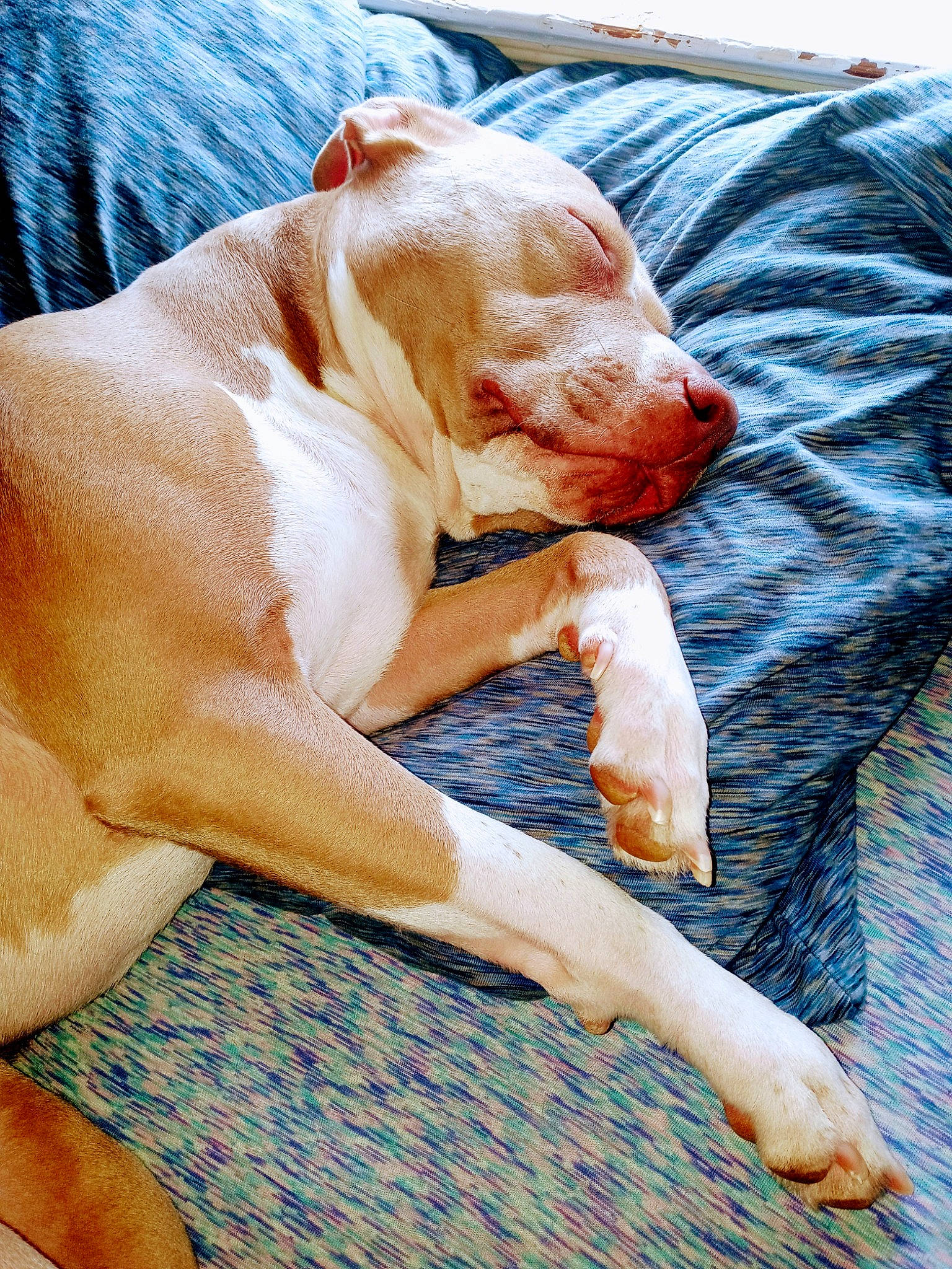 Princess is registered to the contest to win money with this photo: canidae, carnivore, comfort, companion_dog, dog, dog_breed, dog_supply, fawn, flesh, fur, human_leg, non_sporting_group, peach, sitting, snout, sporting_group, terrestrial_animal, working_animal, wrinkle