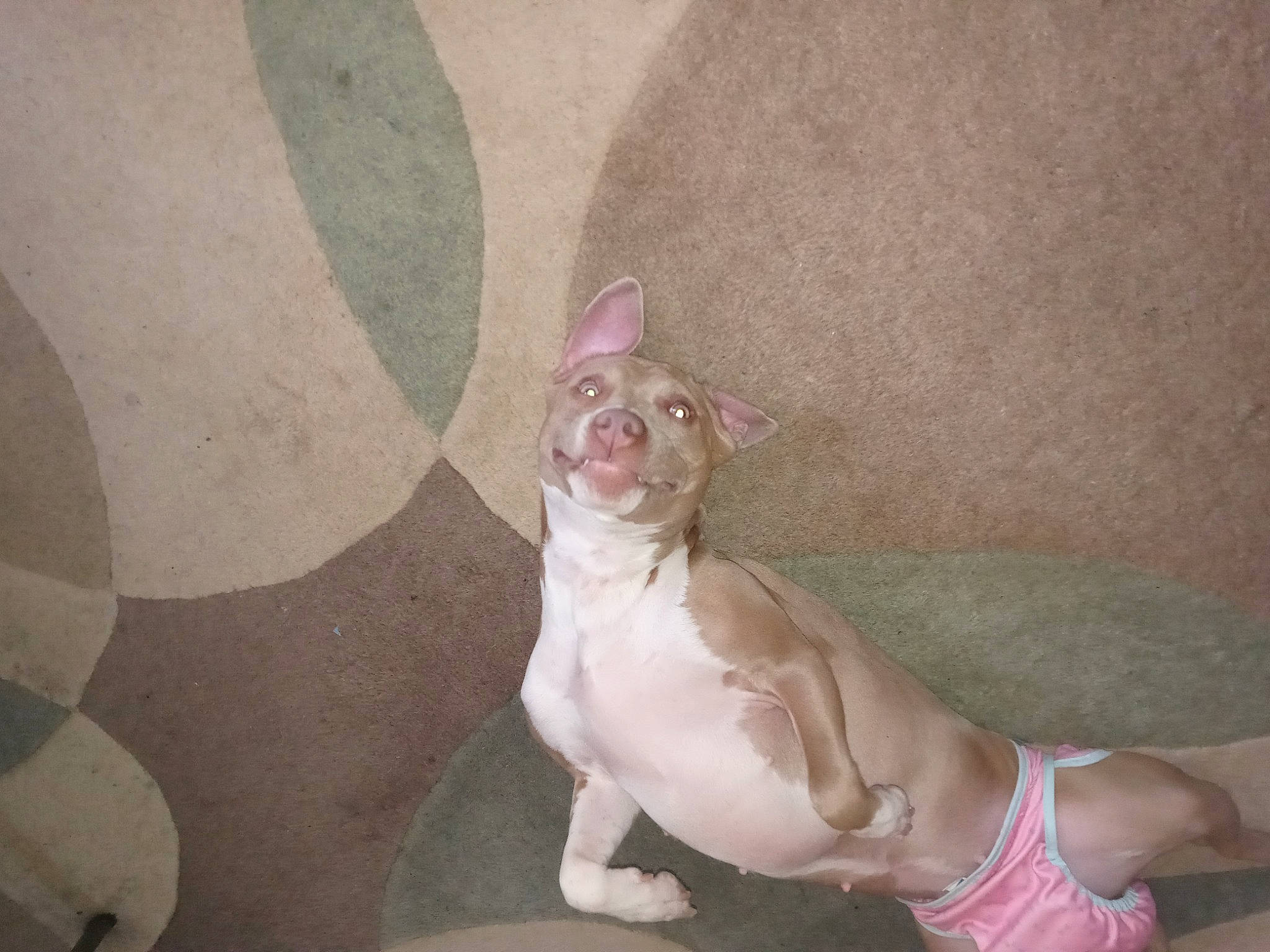 Princess is registered to the contest to win money with this photo: canidae, carnivore, comfort, companion_dog, dog, dog_breed, dog_supply, ear, fawn, flooring, foot, head, knee, linens, pink, snout, sporting_group, tail, toy_dog, working_animal