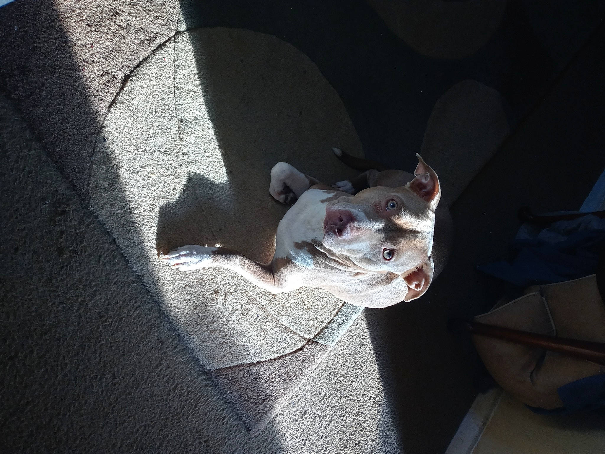 Princess joined the competition — help win amazing prizes! canidae, carnivore, collar, companion_dog, dog, dog_breed, dog_collar, ear, fawn, felidae, grey, jaw, non_sporting_group, paw, small_to_medium_sized_cats, snout, sporting_group, tail, vehicle_door, whiskers