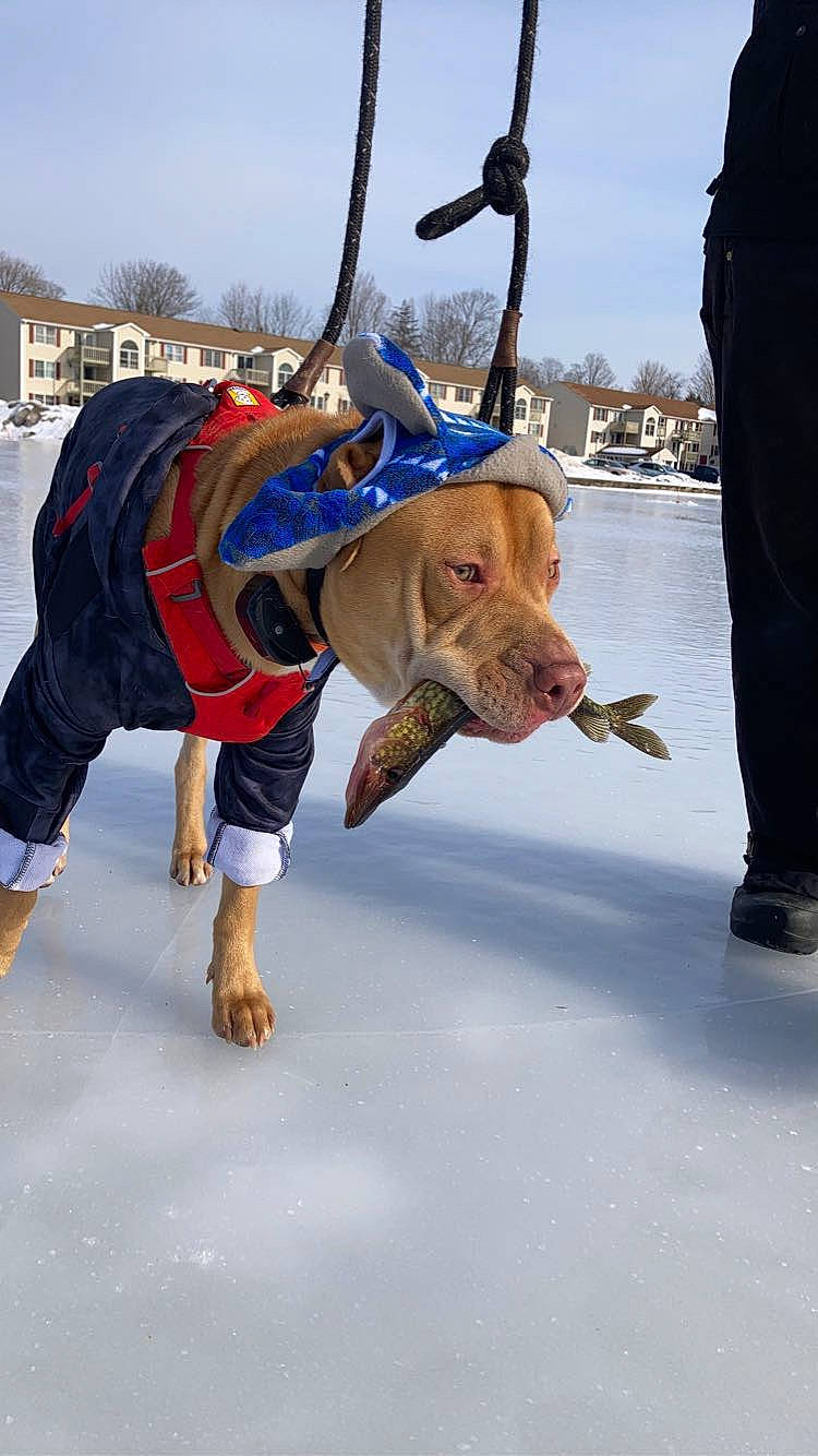 Hank joined the competition — help win amazing prizes! canidae, costume, dog_breed, dog_clothes, electric_blue, entertainment, event, fawn, freezing, fun, leash, leisure, recreation, sky, snout, snow, sporting_group, street_fashion, winter, working_animal