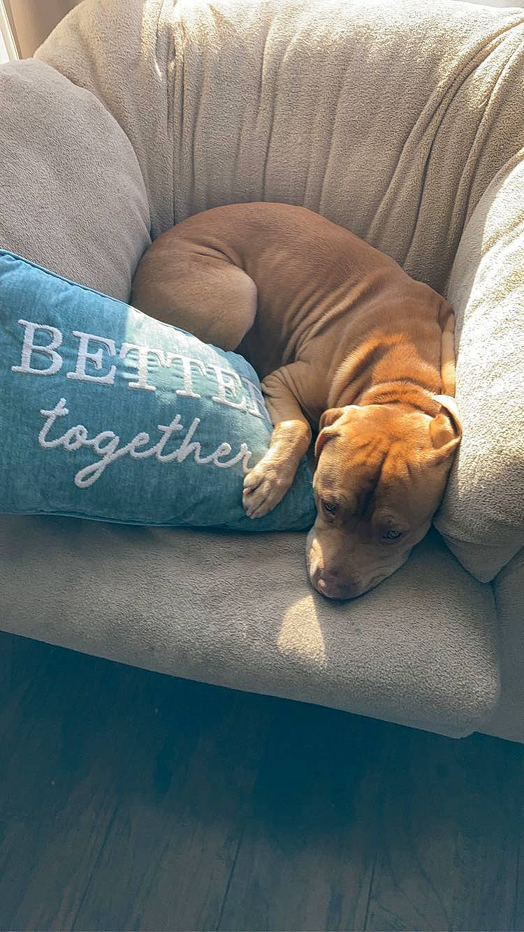 Hank is registered to the contest to win money with this photo: bedding, canidae, carnivore, comfort, companion_dog, couch, dog, dog_breed, electric_blue, fawn, hardwood, human_leg, linens, mammal, pillow, sporting_group, tints_and_shades, vertebrate, wood, working_animal