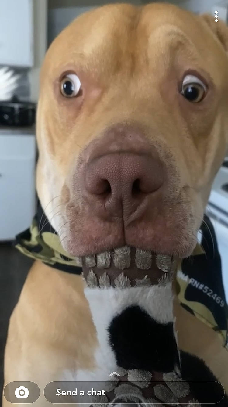 Hank is registered to the contest to win money with this photo: canidae, carnivore, collar, companion_dog, dog, dog_breed, dog_collar, ear, eye, fawn, fur, jaw, liver, nose, selfie, snout, sporting_group, whiskers, working_animal, wrinkle