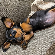 Vénus a rejoint le concours — aidez-le/la à gagner de superbes lots ! dog, puppy, black_and_tan, lying_down, upside_down, belly_up, couch, sofa, indoor, pet, animal, cute, funny, relaxed, floppy_ears, paws, fur, portrait, home, comfortable